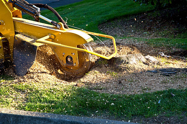 Best Tree Branch Trimming  in Truth Or Consequences, NM